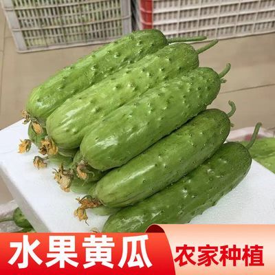 新鲜旱黄瓜东北正宗水果旱黄瓜农家种植产地直发生吃凉拌蘸酱脆嫩优惠商品图片