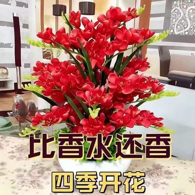 【十里飘香】懒人新品清香玉球根兰花盆栽花卉大全耐寒四季开花