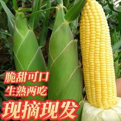 云南玉米 爆浆脆甜玉米 新鲜现摘当季 黄金单色水果玉米优惠商品图片