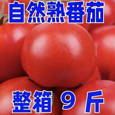 甘肃】沙瓤番茄生吃西红柿新鲜自然熟沙瓤大番茄现摘水果纯天然