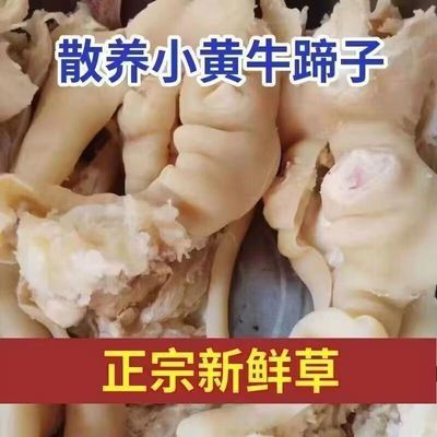 正宗散养黄牛牛蹄皮新鲜清真牛筋牛蹄筋汤肉类食材剔骨剃筋牛蹄皮优惠商品图片