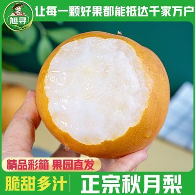 彩箱【旭寻】正宗秋月梨新鲜当季水果现摘冰糖梨爆甜多汁净重5斤