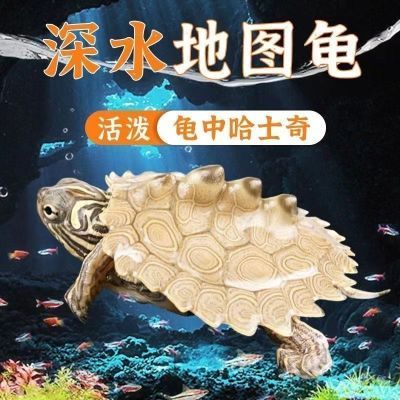可以和鱼一起饲养的龟情侣一对地图龟净鱼缸水质深水迷你小地图苗