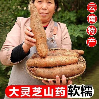 云南山药新鲜灵芝山药现挖山药大果非铁杆山药纯天然秤砣糯米山药优惠商品图片