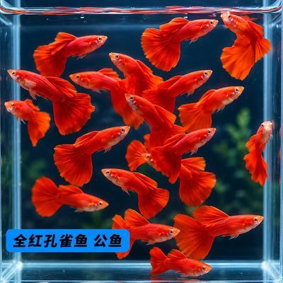 美国精品亚成全红孔雀鱼观赏鱼凤尾鱼纯种热带鱼淡水好养耐活小型
