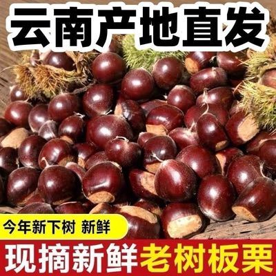 【净重3斤】2026新货正宗云南野生新鲜老树板栗栗子高山饭店批发优惠商品图片