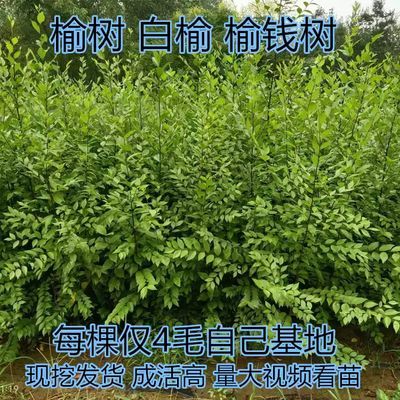 榆树苗 白榆 家榆 榆钱树苗小苗 别墅庭院种植绿化风景行道树苗木