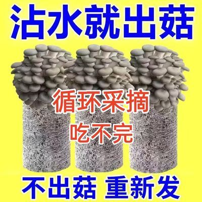 蘑菇种植菌包平菇蘑菇包家庭室内种植蘑菇科学小实验儿童益智玩具