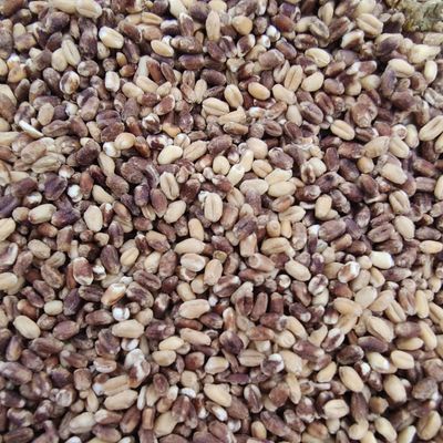沂蒙农家黑白混合麦仁杂粮5斤煮粥焖饭粗粮(天然混装介意慎拍)优惠商品图片