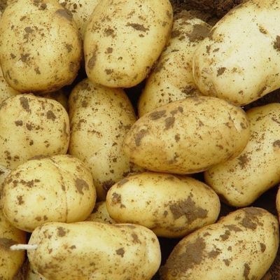 【5斤】现挖黄心土豆新鲜蔬菜黄皮土豆粉糯农家洋芋马铃薯黄土豆