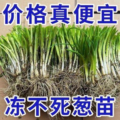 【四季葱苗】南北可种农田阳台种植蔬菜苗分葱苗秧苗种子苗带根发