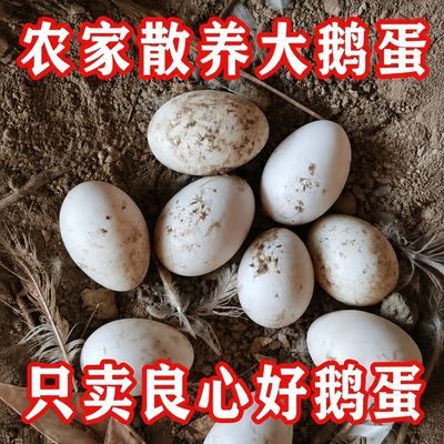 新鲜土鹅蛋新鲜散养大鹅蛋每日现捡特大个孕妇农村礼品土鹅蛋包邮