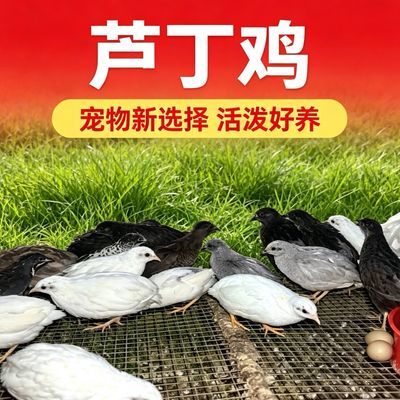 芦丁鸡网红芦卢丁鸡丁阳台宠物迷你观赏青年小鸡下蛋活体自养优惠商品图片