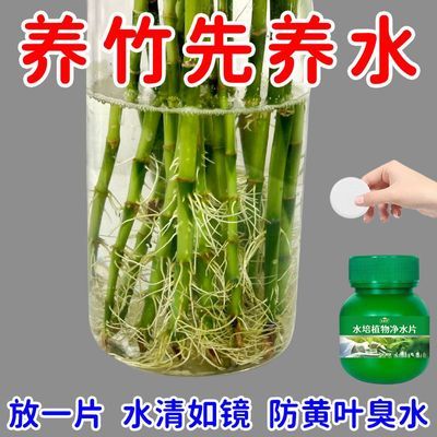 富贵竹专用净水片水培植物净水片防水发臭叶子黄黄叶促生根保鲜片