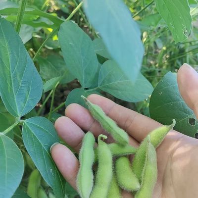 安徽2026毛豆新鲜现摘农家毛豆蔬菜带壳青豆鲜嫩豆荚整箱豆角当季优惠商品图片