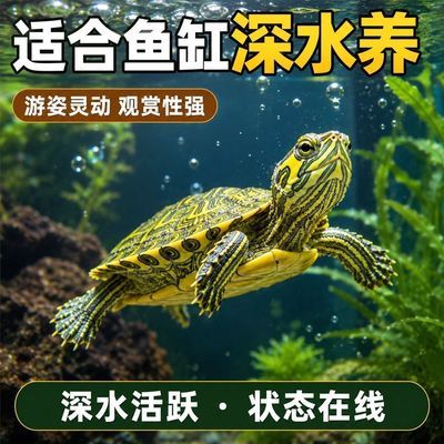 认主人乌龟净鱼缸水质深水吃鱼粪金边小黄耳稀有迷你黄耳苗清鱼粪