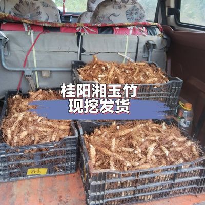 湖南桂阳湘玉竹现挖新鲜玉竹带泥农家自种煲汤食材 可种植可食用