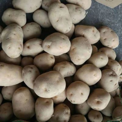 恩施老品种马尔科正宗黄心小土豆高山农村马铃薯洋芋往年的味道优惠商品图片