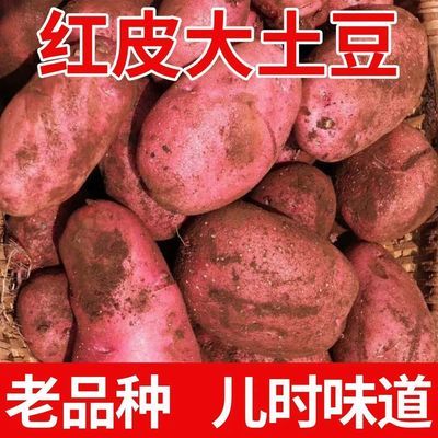 贵州正宗现挖现发农家老品种红皮黄心洋芋新鲜土豆马铃薯