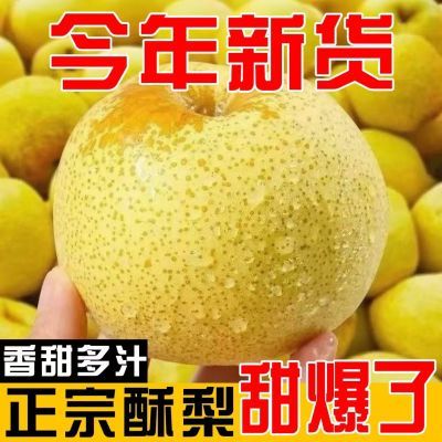 (爆甜)正宗山西贡梨酥梨薄皮脆甜当季水果梨子新鲜整箱批发优惠商品图片