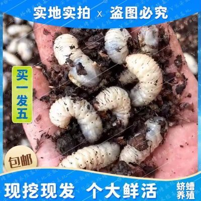 现货速发全能鲜活饵·蛴螬老母虫·专攻大物·钓鱼必选·活饵批发优惠商品图片