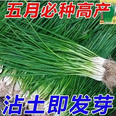 四季小香葱籽小香葱种子阳台室内盆栽葱种子耐寒蔬菜种子家庭菜种