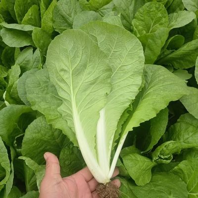 农家现割奶油快菜新鲜奶白菜时令青菜鲜嫩毛毛菜小白菜优惠商品图片