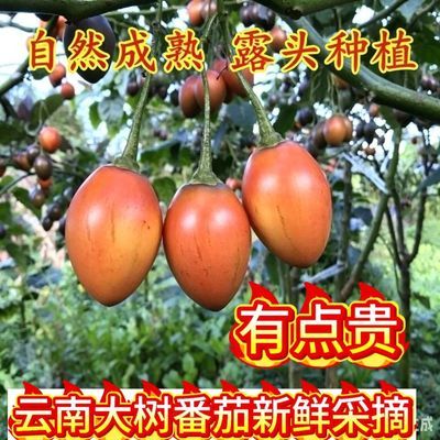云南特产树番茄新鲜四季黄皮实用树番茄特产鸡蛋现摘西红柿新鲜生