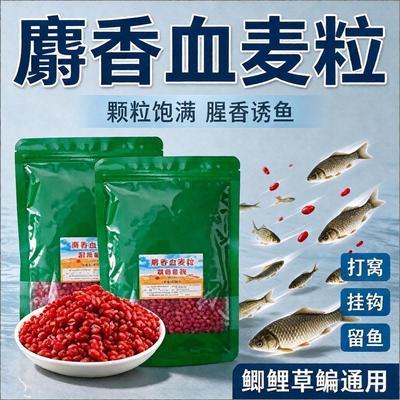 麝香血麦粒颗粒饱满直接挂钩诱鱼效果佳鲫鲤草鳊通用垂钓必备饵料优惠商品图片