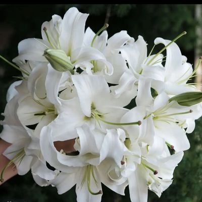 白色百合【西伯利亚】浓香型香水云南昆明直发插花家用摆放