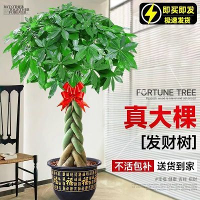 辫子发财树客厅盆栽大型室内绿植步步高招财树办公室乔迁开业落地