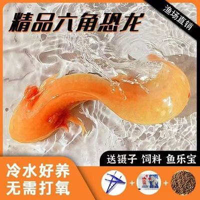 六角恐龙鱼好养耐活活体宠物六角龙鱼懒人鱼冷水鱼好养易活