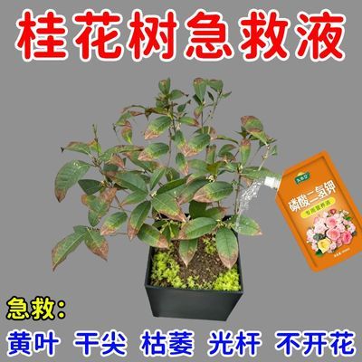 急救】桂花树专用营养液急救干尖焦尖叶子发黄催开花桂花专用肥