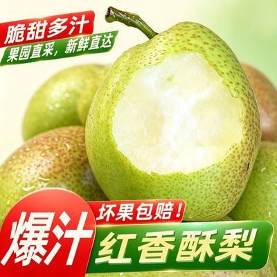 【正宗山西香酥梨】当季大酥梨新鲜梨子整箱大果红香酥梨薄皮直发
