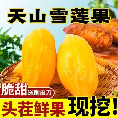 雪莲果脆甜多汁云南黄心正宗低糖低热长圆果当季新鲜水果整箱无糖优惠商品图片