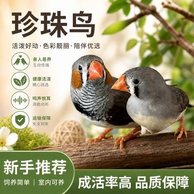 珍珠鸟珍珠灰色灰白白色观赏鸟一对可爱便宜繁殖公母宠物鸟小鸟