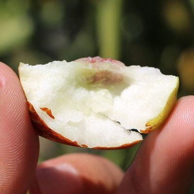 带箱3斤庙上冬枣果园直发脆甜多汁新鲜水果自然成熟泡沫彩箱装优惠商品图片