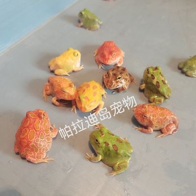 活体批发南美绿角蛙青蛙黄金皮卡丘南瓜草莓摆摊宠物宇治新手