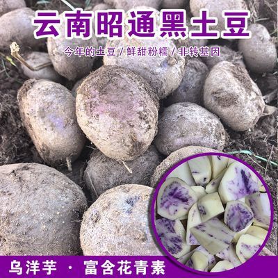 云南大山包乌洋芋老品种黑土豆非转基因紫色马铃薯花青素产地直发