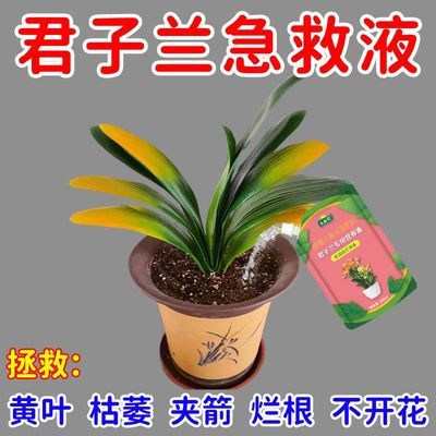 君子兰营养液专用肥料君子兰促箭剂催花快速授粉营养液防黄叶烂根