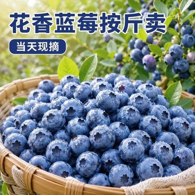 顺丰桶装新鲜现摘云南花香蓝莓新鲜露天蓝莓当季孕妇水果宝宝辅食优惠商品图片