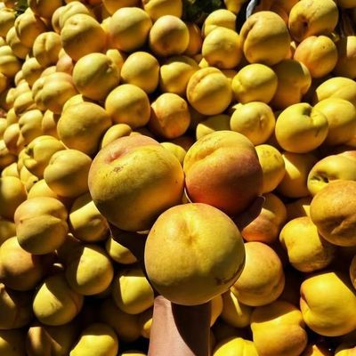 东戴河大丑桃万寿红金秋蜜大丑桃新鲜超大号原生态纯天然鲜果