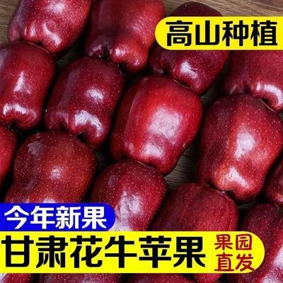 爆甜】正宗甘肃天水花牛苹果当季整箱应季花牛苹果新鲜水果批发