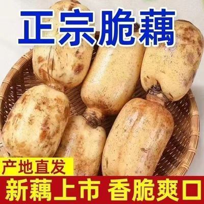 当季2026莲藕新鲜现挖现发脆小藕批发价蔬菜凉拌整箱产地直发优惠商品图片