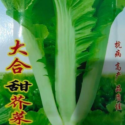 大合甜芥菜种子芥菜蔬菜种子四季秋播芥菜种子叶子青菜种子甜芥菜