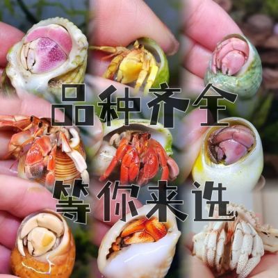 陆生寄居蟹新手入门宠物活物淡水桌面网红可爱观赏蟹懒人宠物