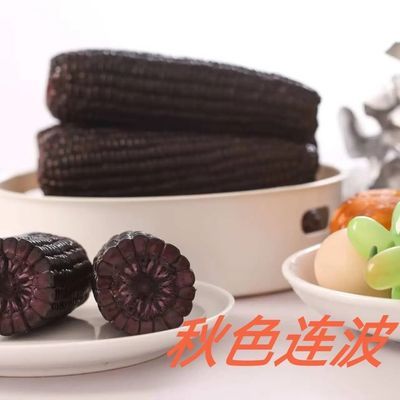 黑玉米山西忻州真空独立包装玉米棒开袋即食花青甜早餐低脂苞米