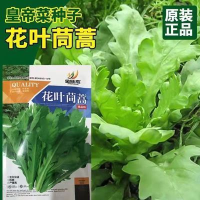 花叶茼蒿种子四季速生皇帝菜火锅菜种籽秋冬大叶茼蒿阳台蔬菜种子