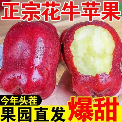 【爆甜】甘肃天水花牛苹果当季整箱应黑卡蛇果孕妇冰糖心新鲜水果优惠商品图片