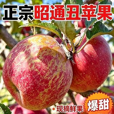 【正宗丑苹果】新鲜红露现摘嘎啦脆苹果2026正品糖心苹果